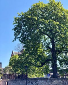 190511 BILD DER WOCHE