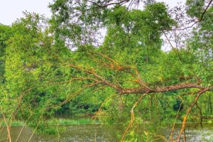 190615 BILD DER WOCHE