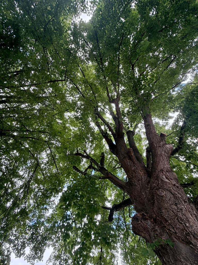 Projekt 52 im Juni 2026 – Baum