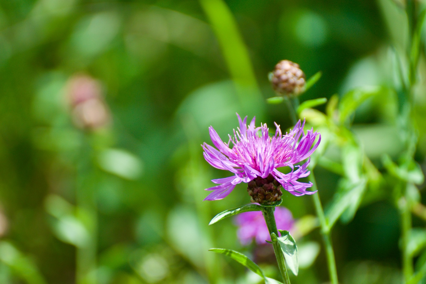 Blüte am Wegesrand