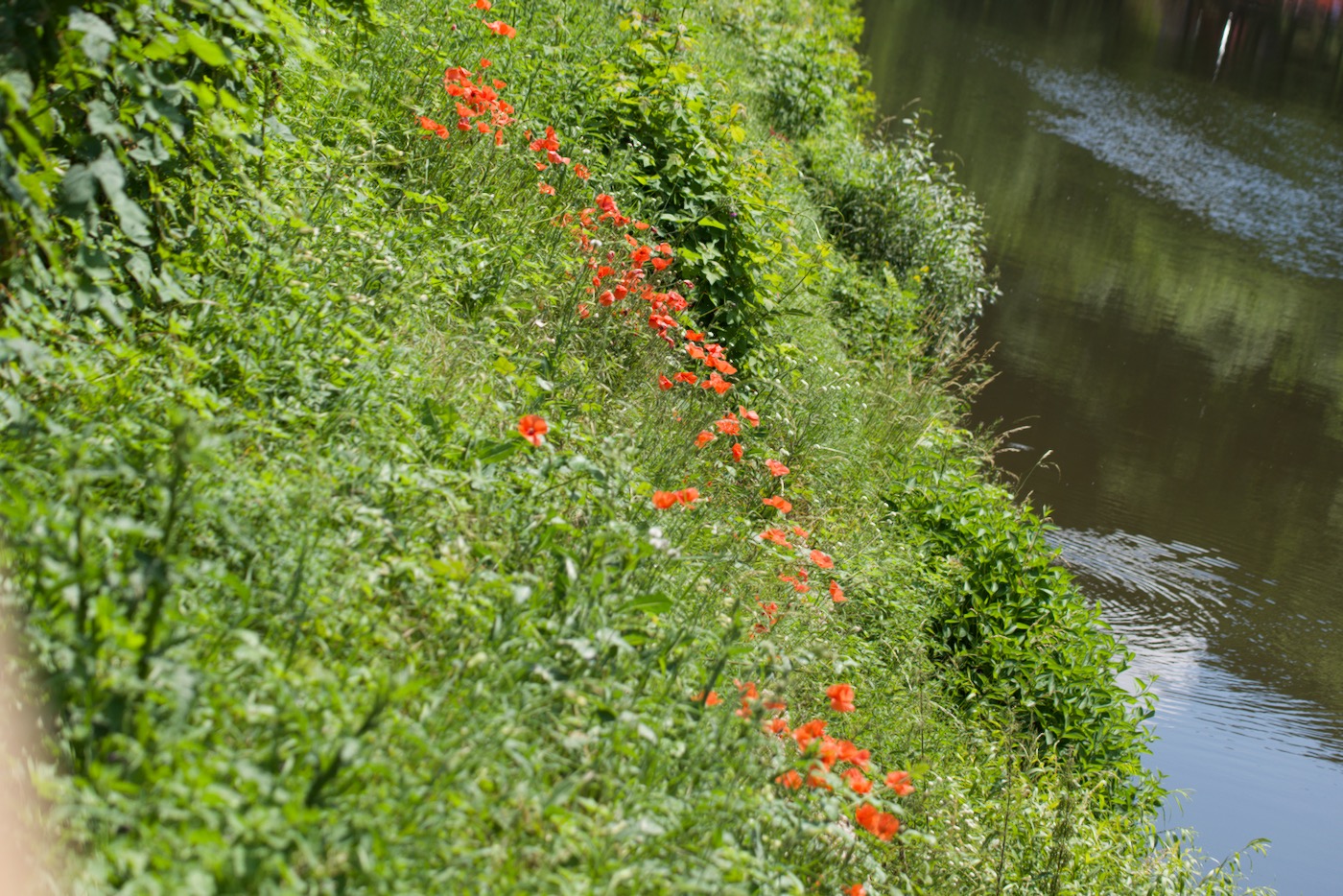 Mohnblumen am Wegesrand