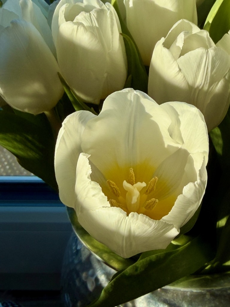 #Projekt52 – Blume