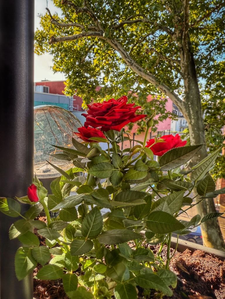 Rosen am Sonntag