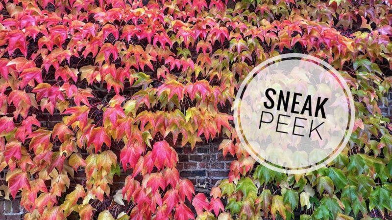Sneak Peek 34
