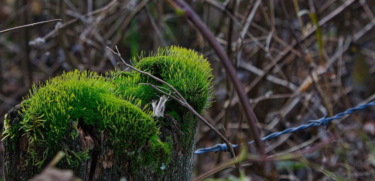 Waldbaden – die Kraft der Natur