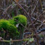 Waldbaden – die Kraft der Natur